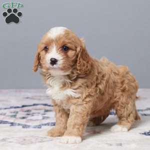 Riley, Cavapoo Puppy